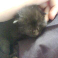 Blanding af racer Marie