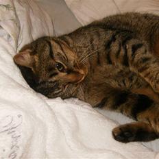 Blanding af racer Berta