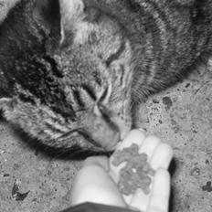 Blanding af racer Berta