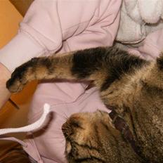 Blanding af racer Berta