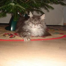 Maine Coon minni