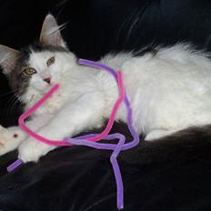 Maine Coon Line P (polydaktyl)