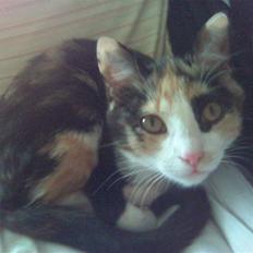 Huskat LilleFis ---Givet bort---