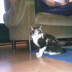 Huskat LilleFis ---Givet bort---