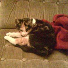 Huskat LilleFis ---Givet bort---