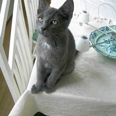 Blanding af racer Mulle 