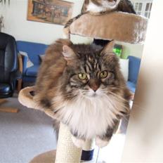 Norsk Skovkat Pjuske Død.. <3