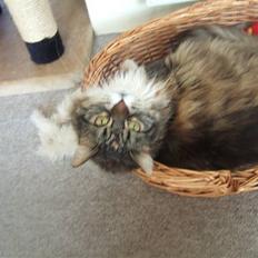 Norsk Skovkat Pjuske Død.. <3