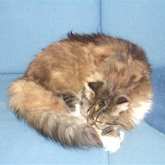 Norsk Skovkat Pjuske Død.. <3