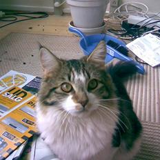 Blanding af racer prinsesse