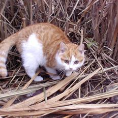 Blanding af racer nico