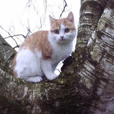 Blanding af racer nico