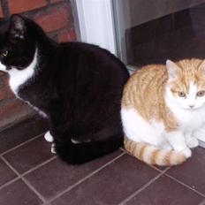 Blanding af racer nico