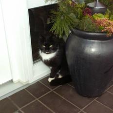 Blanding af racer mille