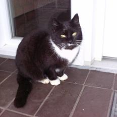 Blanding af racer mille