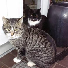 Blanding af racer mille