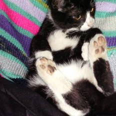 Blanding af racer Tom