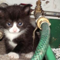 Blanding af racer Tom