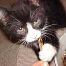 Blanding af racer Tom