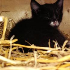 Blanding af racer Kaj