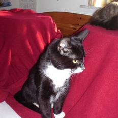 Blanding af racer Kaj