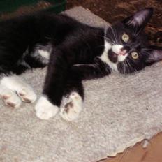 Blanding af racer Kaj