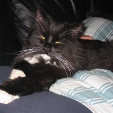 Blanding af racer Arne R.I.P 16/2/2009