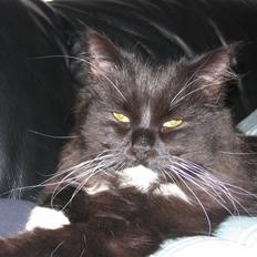 Blanding af racer Arne R.I.P 16/2/2009