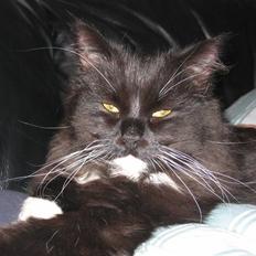 Blanding af racer Arne R.I.P 16/2/2009