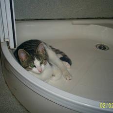 Huskat Midlingen