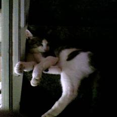 Huskat Midlingen