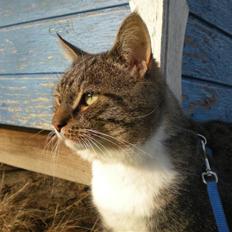 Huskat Cosmo <3 (Musling)