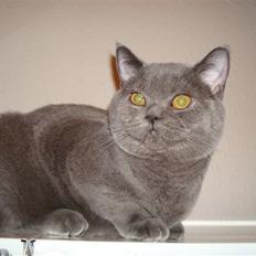 British Shorthair DK La Chatte Charmante
