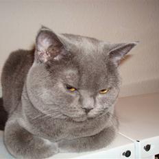 British Shorthair DK La Chatte Charmante