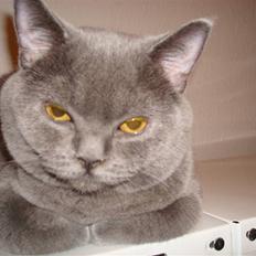 British Shorthair DK La Chatte Charmante
