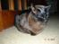 Burmeser Momi's Baloo