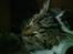 Huskat Sigurd † R.I.P. †