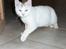 Huskat Frk. Smilla