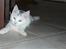 Huskat Frk. Smilla