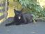 Huskat Mille (NKH's kat)