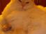 Blanding af racer Ragdoll Samson