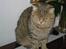 British Shorthair S*Swebritt's Dustin - Min mor S*Ekängen´s Evita.