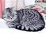 British Shorthair S*Swebritt's Dustin - Min far S*Coccolami´s Zilver Zacharias.