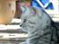 British Shorthair S*Swebritt's Dustin - Dustin i profil.