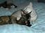 British Shorthair S*Swebritt's Dustin - Dustin & Diva.Han er SÅ sød ved de andre katte :-)