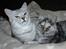 British Shorthair S*Swebritt's Dustin - Dustin og hans datter Savannah.