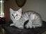 British Shorthair S*Swebritt's Dustin - Lille Dustin,4 mdr. gl. og endnu boende hjemme i Stockholm.