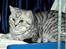 British Shorthair S*Swebritt's Dustin - Dustin på udstilling.