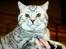 British Shorthair S*Swebritt's Dustin - Og endnu et udstillingsbilled.