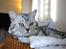 British Shorthair S*Swebritt's Dustin - Lækre Dustin :-)